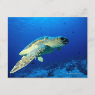 Great Barrier Reef, Australien 2 Vykort