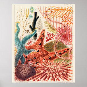 Great Barrier Reef Echinodermer, Poster