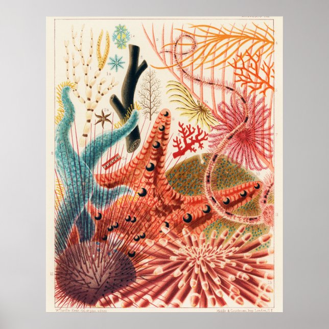 Great Barrier Reef Echinoderms, Poster (Framsidan)