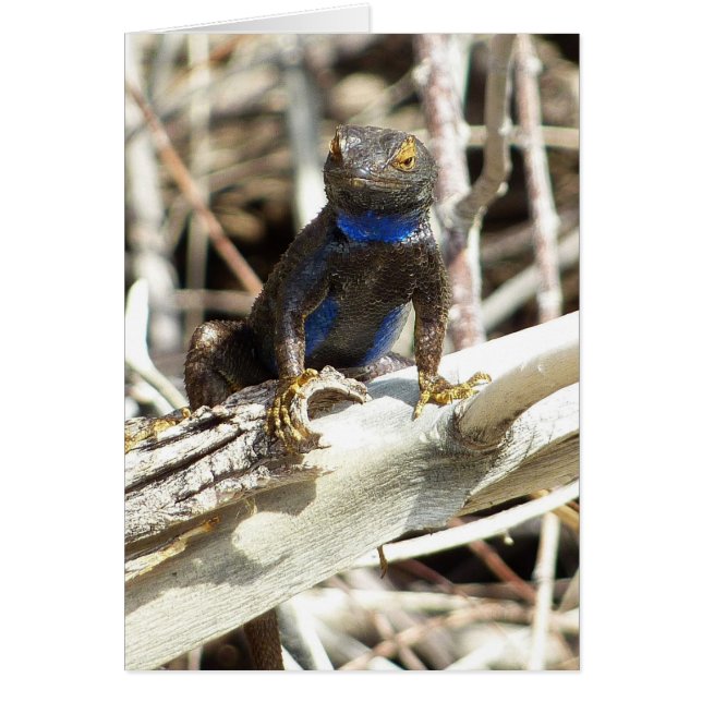 Great Basin Fence Lizard vid Joshua Tree Hälsningskort (Framsidan)