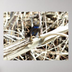 Great Basin Fence Lizard vid Joshua Tree Poster