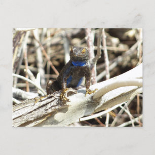 Great Basin Fence Lizard vid Joshua Tree Vykort