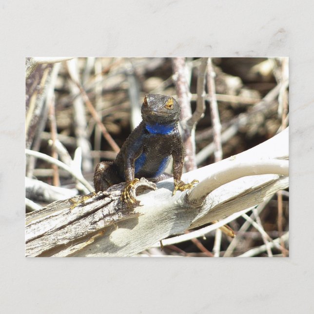 Great Basin Fence Lizard vid Joshua Tree Vykort (Framsida)