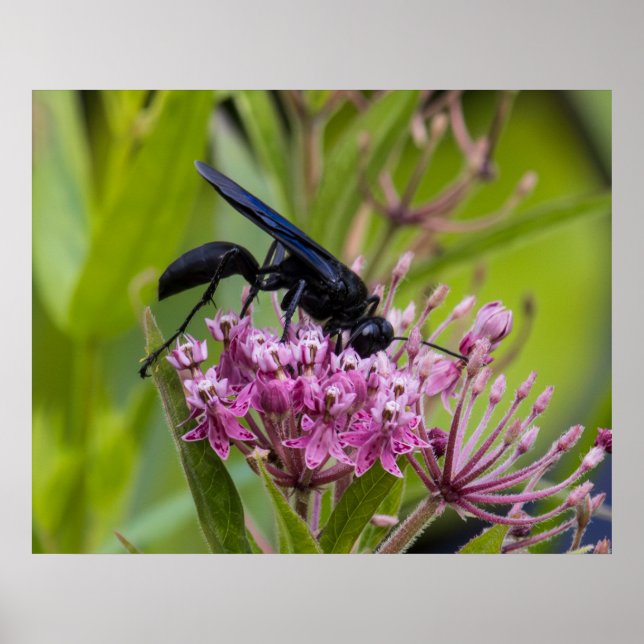 Great Black Wasp Poster (Framsidan)