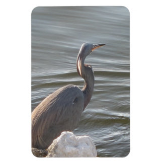 Great Blue Heron by the Water Magnet