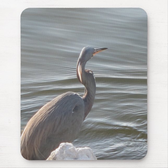 Great Blue Heron by the Water Musmatta (Framsidan)
