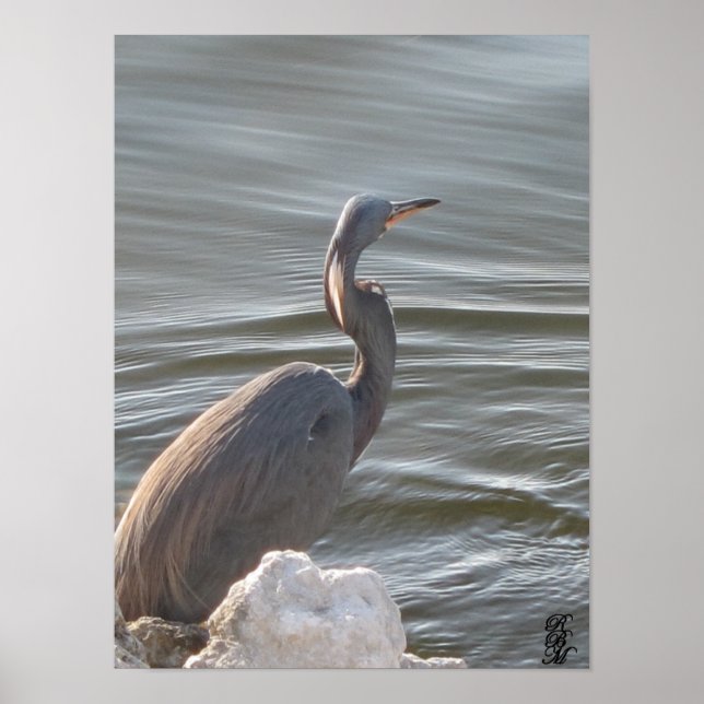 Great Blue Heron by the Water Poster (Framsidan)