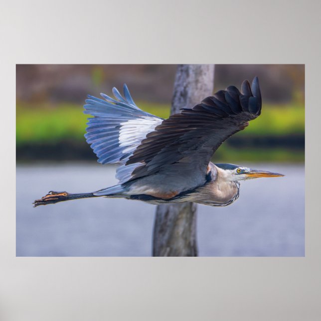 Great Blue Heron Flight Wildlife Bird Photography Poster (Framsidan)