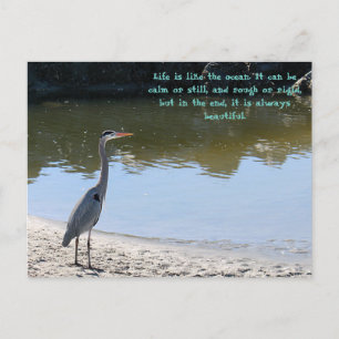 Great Blue Heron Hilton Head Sc Med Havet Vykort