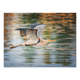 Great Blue Heron Over Lake Wildlife Print Fototryck