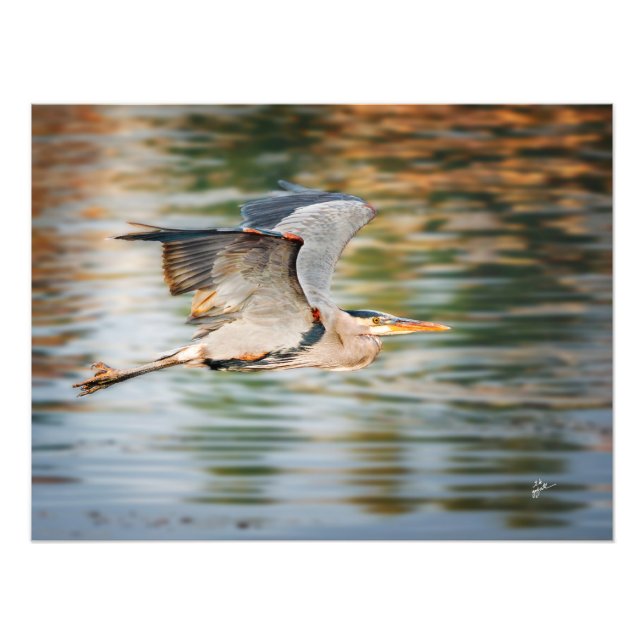 Great Blue Heron Over Lake Wildlife Print Fototryck (Framsidan)