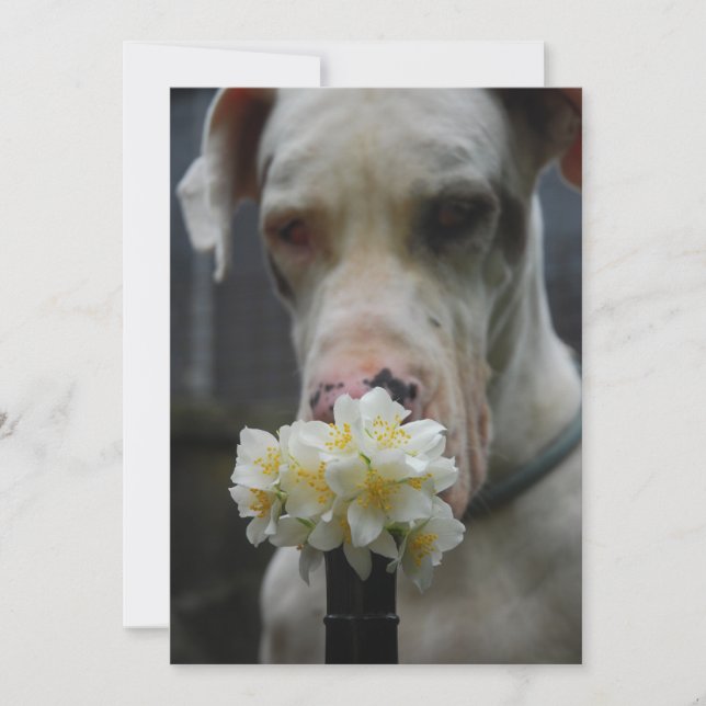 Great dane (Framsida)