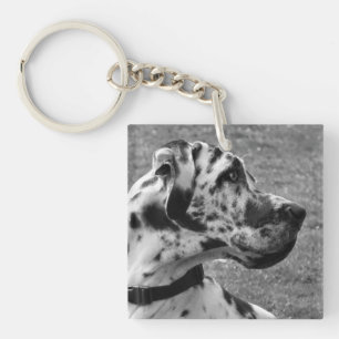 GREAT DANE