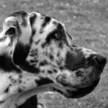 GREAT DANE<br><div class="desc">En vacker svart och vit fotografisk design av en hund i Great dane.</div>