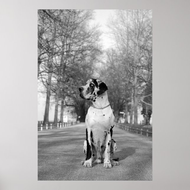 Great Dane-affisch Poster (Framsidan)