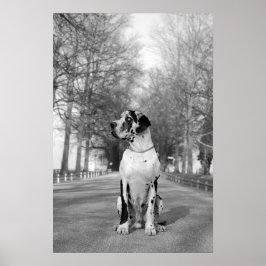 Great Dane-affisch Poster