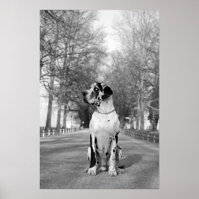Great Dane-affisch Poster (Framsidan)