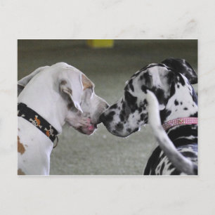 great dane bästa vänner vykort