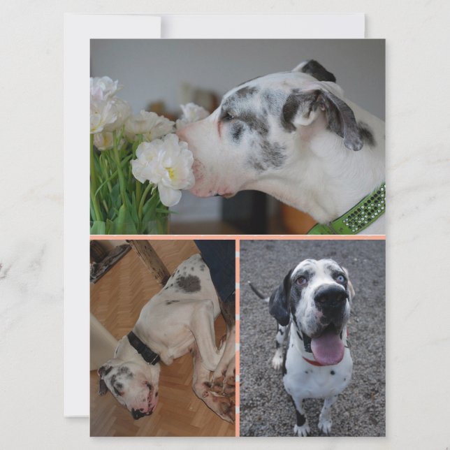 Great Dane Birthday Invitation with 3 Photos Inbjudningar (Baksida)