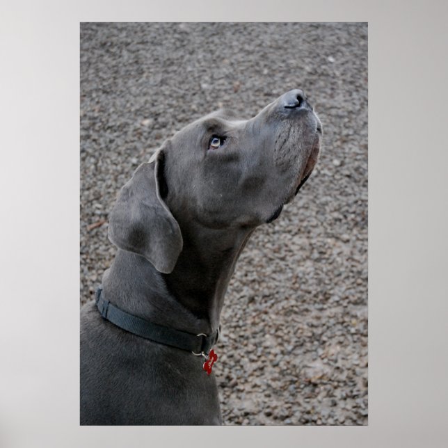 Great dane blå poster (Framsidan)