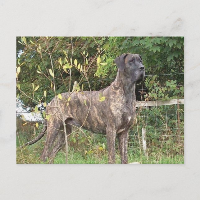 great dane brindle fullt vykort (Framsida)