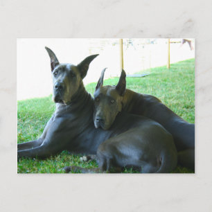 Great dane Buddies Vykort