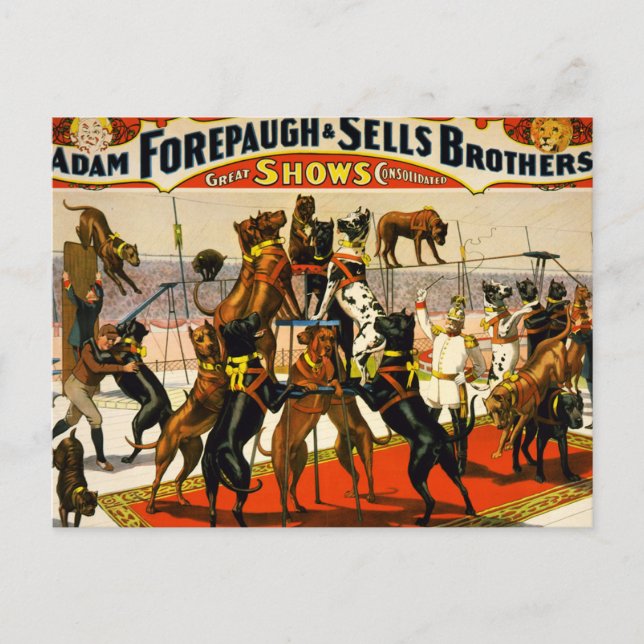 great dane Circus Show Vykort (Framsida)