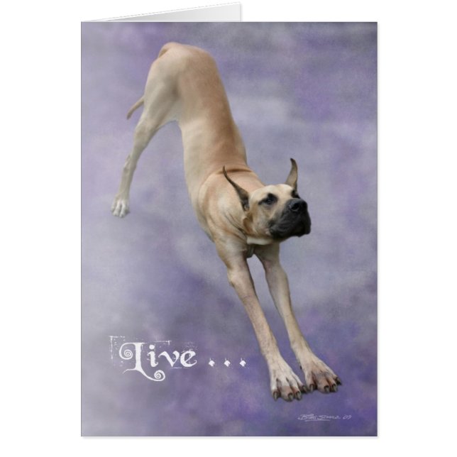 great dane 'Duke' Hälsningskort (Framsidan)