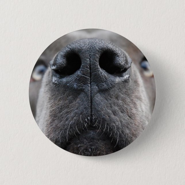 Great Dane Foto  Knapp (Framsida)