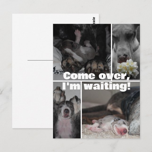 Great Dane Fotografi  Vykort (Fram/baksida)