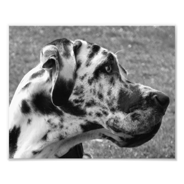 GREAT DANE FOTOTRYCK (Framsidan)