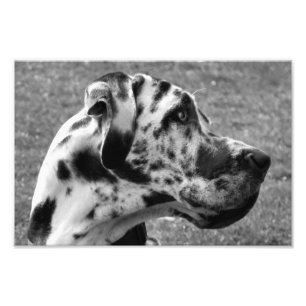 GREAT DANE FOTOTRYCK