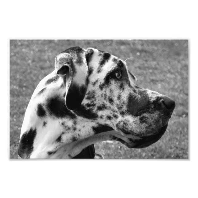 GREAT DANE FOTOTRYCK (Framsidan)