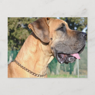Great dane-fotovykort vykort