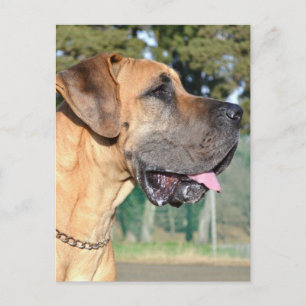 Great dane-fotovykort vykort
