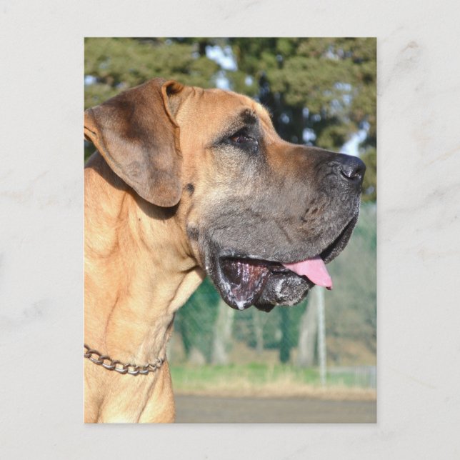 Great dane-fotovykort vykort (Framsida)