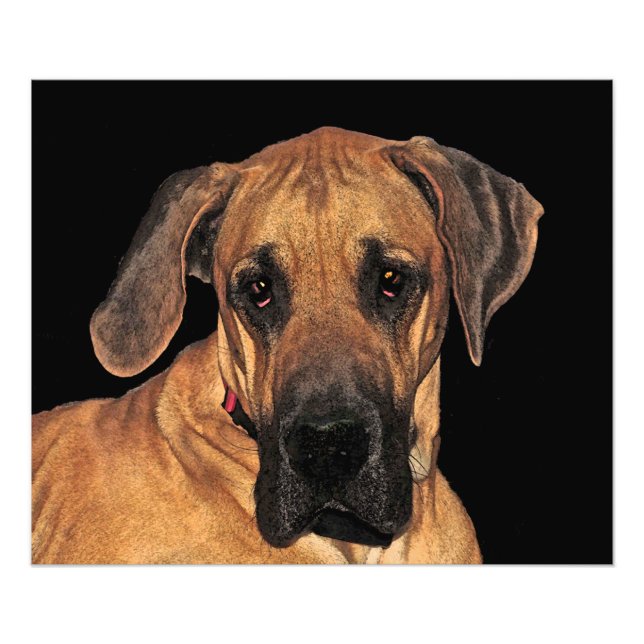 Great dane Gentle Giant Photo Print Fototryck (Framsidan)