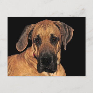 great dane Gentle Giant-vykort Vykort