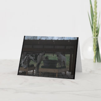 Great dane Halloween-kort Kort