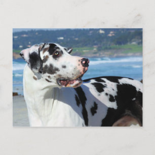great dane - Harlequin - Bogey Vykort