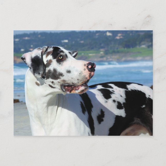 great dane - Harlequin - Bogey Vykort (Framsida)
