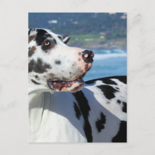 Great dane - Harlequin - Bogey Vykort