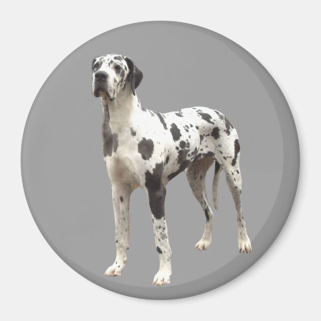 Great dane Harlequin Magnet (Framsidan)