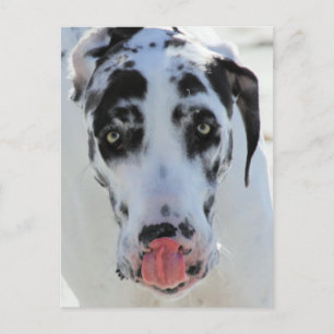great dane - Harlequin - Min Tunga berör min näsa Vykort
