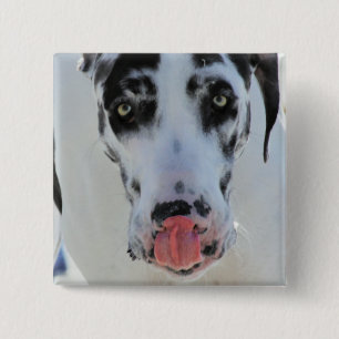 Great dane - Harlequin - min tungahandlag min näs Knapp