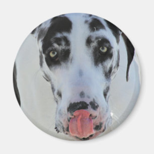Great dane - Harlequin - min tungahandlag min näs Magnet