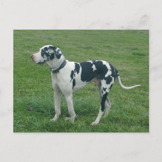 great dane Harlequin "Pengarar" vykort