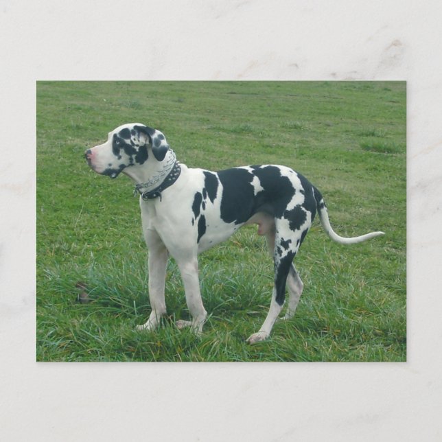great dane Harlequin "Pengarar" vykort (Framsida)