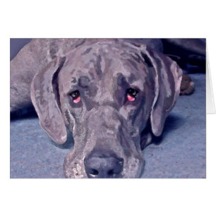 Great dane Hero OBS Kort