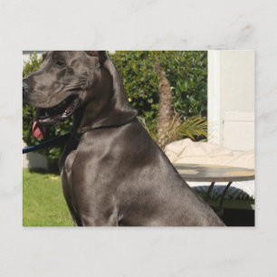 great dane Hund vykort